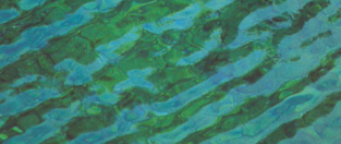 Gentle ripples